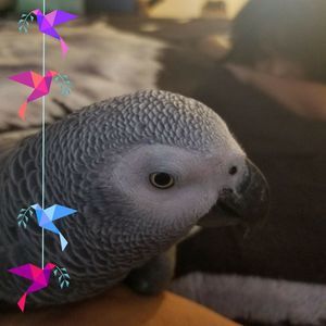 Meet your Posher, Clara